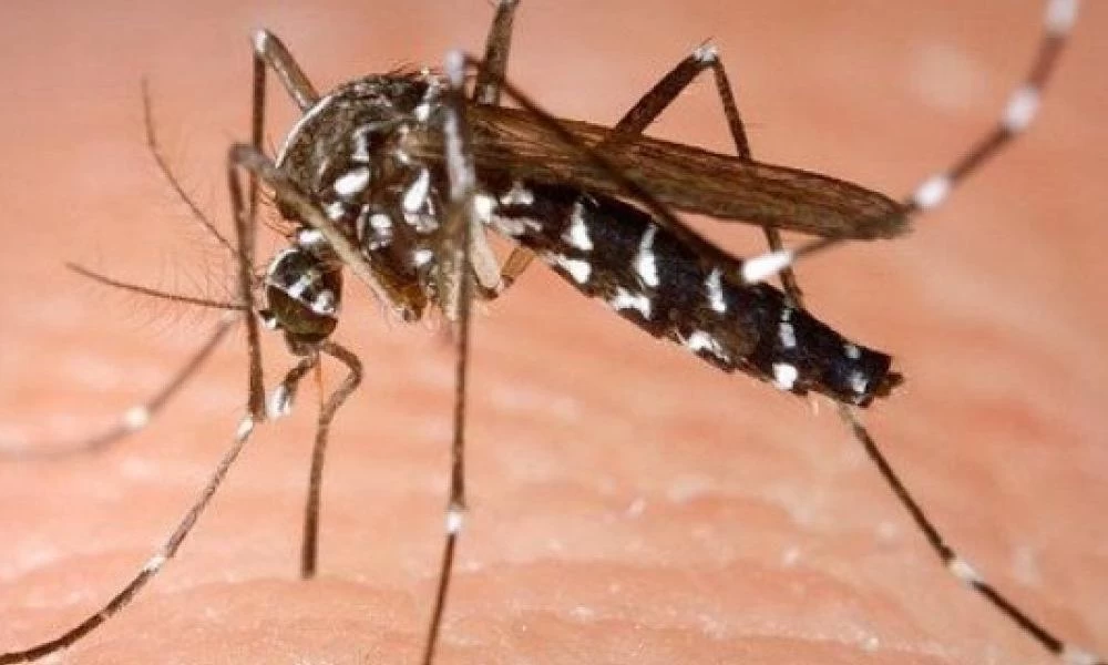 Αργεντινή: Σμήνος κουνουπιών που έμοιαζε με... σίφωνα σκόρπισε τον τρόμο